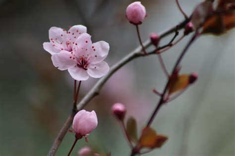 梅花圖|3000 多张免费的“梅花”和“春天”照片